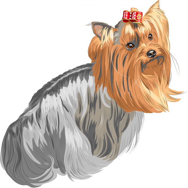 Vektor rassehund yorkshire terrier