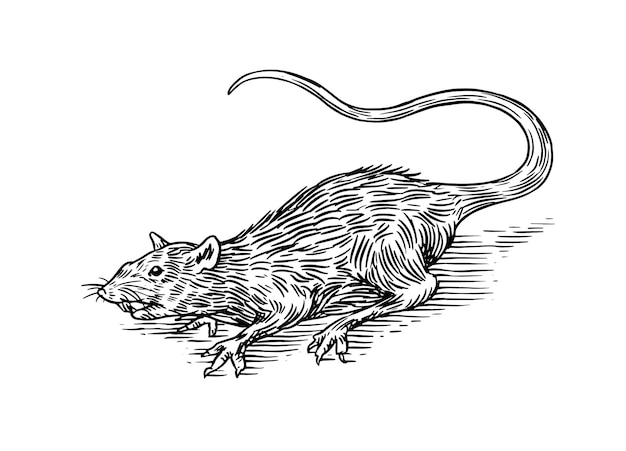 Ratte oder maus wildes tier gravierte hand gezeichnet im alten skizzenweinlesestil