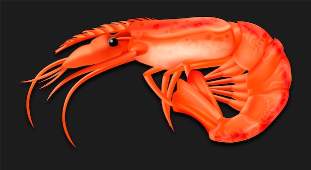 Realistisch detaillierter 3D-Vektor für gekochte Krebstiere und Garnelen