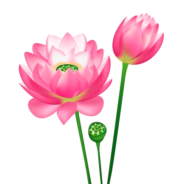 Realistisch detaillierter 3D-Vektor mit rosa Lotusblumen
