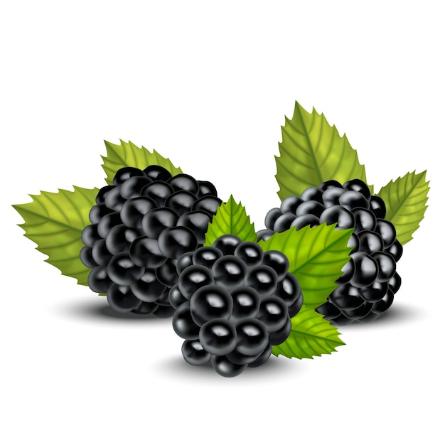 Vektor realistische detaillierte 3d-brombeeren mit grünen blättern vektor