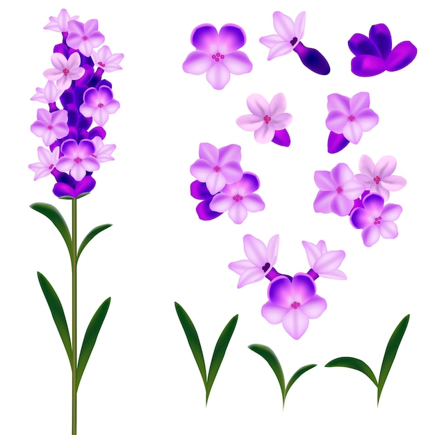 Realistische detaillierte 3D-Lavendelblumen Set Vektor