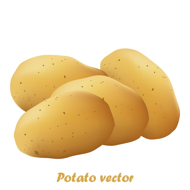 Realistische detaillierte 3D-Potatenfrische natürliche Gemüse-Vektorillustration