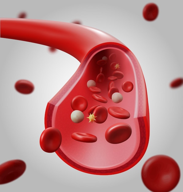 Realistische detaillierte 3D-Vektorillustration des normalen Blutflusses