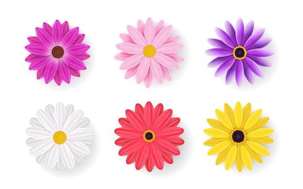 Realistische Gänseblümchen auf weißem Hintergrund, rote, gelbe, rosa, weiße, lila Gänseblüten