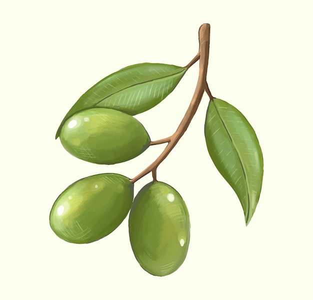 Realistische grüne oliven mit blattvektorzeichnung