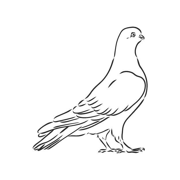 Realistische handgezeichnete taube taube reinrassige vogelvektorskizze