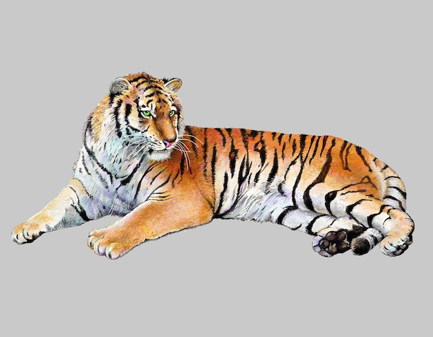 Realistische Illustration des Tigers zeichnen