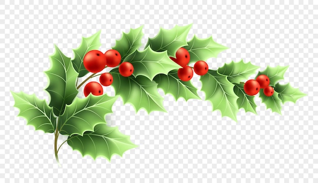 Realistische illustration des weihnachtsstechpalmenzweigs. halbmondzweig mit grünen blättern und roten beeren auf transparentem hintergrund. dekorative weihnachtsstechpalme. plakatgestaltungselement. farbe isolierter vektor