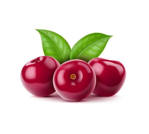 Realistische isolierte reife rohe Kirschbeeren