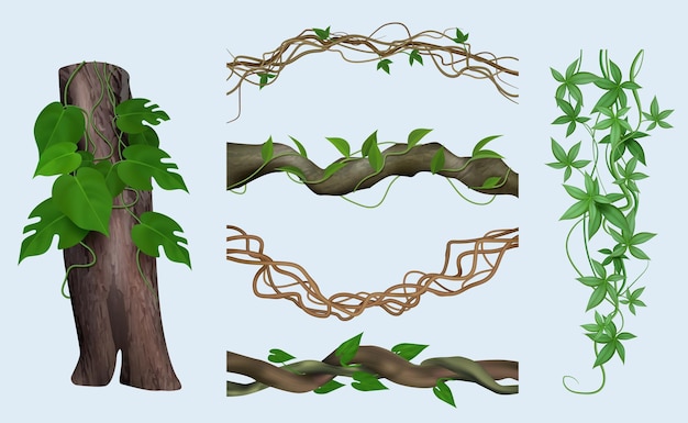 Realistische lianen exotische botanische pflanzen verdrehte holzige ranken grün klettert dschungel anständige vektorgrafiken einzeln gesetzt