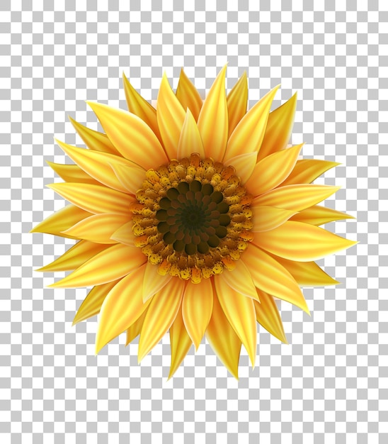 Realistische nahaufnahme sonnenblume mit gelben blütenblättern und dunkler mitte isoliert auf transparentem hintergrund