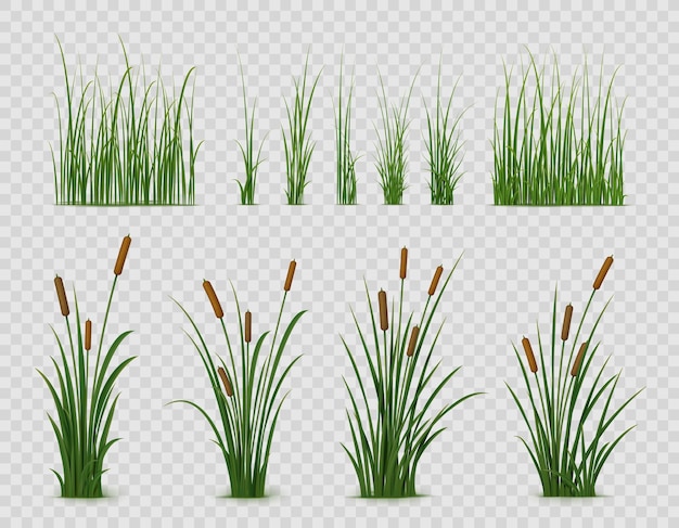 Realistische reed sedge und gras oder grüne pflanzenblätter isolierter