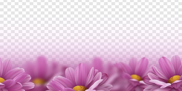 Realistische rosa 3D-Chrysanthemenblumen auf transparentem Hintergrund Vektorillustration