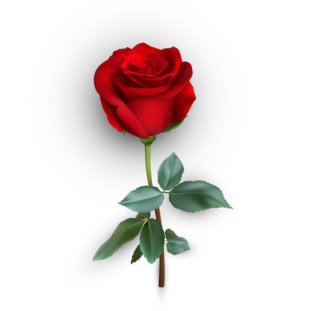 Realistische Rose auf Hintergrund, Illustration