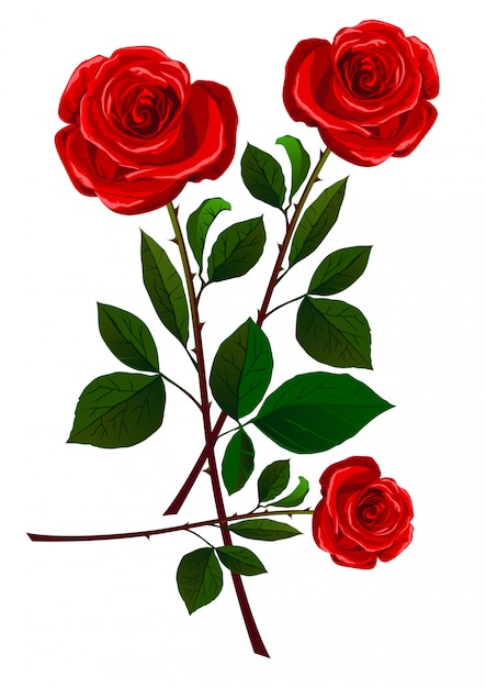 Realistische rote rosen getrennt auf weiß.
