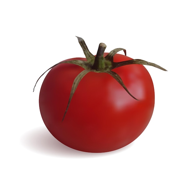 Realistische rote Tomate isoliert auf weißem Hintergrund Vektor-Illustration
