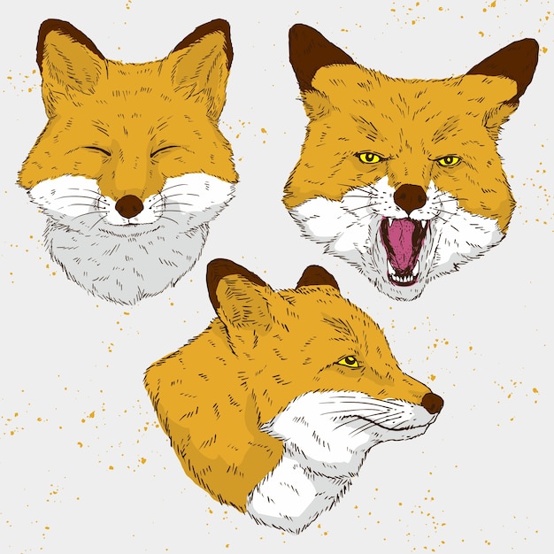 Realistische tier fox illustration