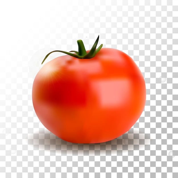 Vektor realistische tomate isoliert