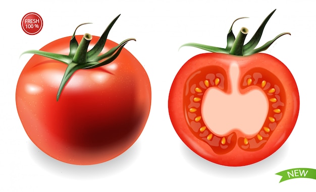 Realistische Tomaten isoliert, frisches Produkt, vegetarisches Essen, Illustration