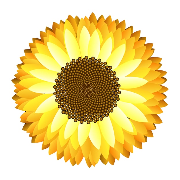 Realistische Vektorillustration der Sonnenblume