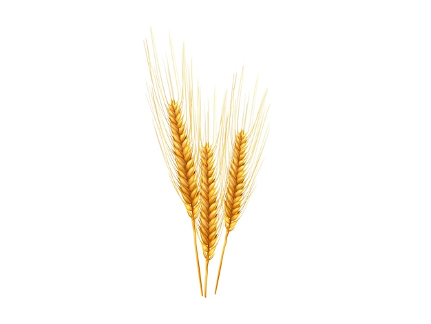 realistische Weizenkörner Spikelets mit Körnern Vektor getrocknete Vollkörner realistische Vektor-Illustration