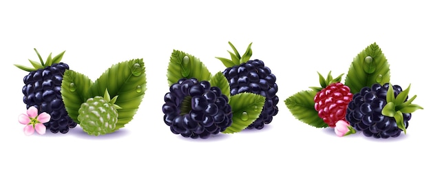 Realistische Zusammensetzungen der Brombeere stellten mit frischen Beerenblumen und -blättern mit den Wassertropfen ein, die auf weißer Hintergrundvektorillustration lokalisiert wurden