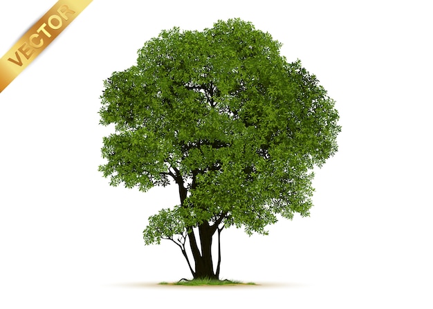 Realistischer Baum Getrennt