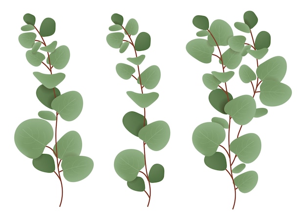 Realistischer Eukalyptuspflanzensatz, botanische Eukalyptusvektorillustration, realistischer Blattvektor