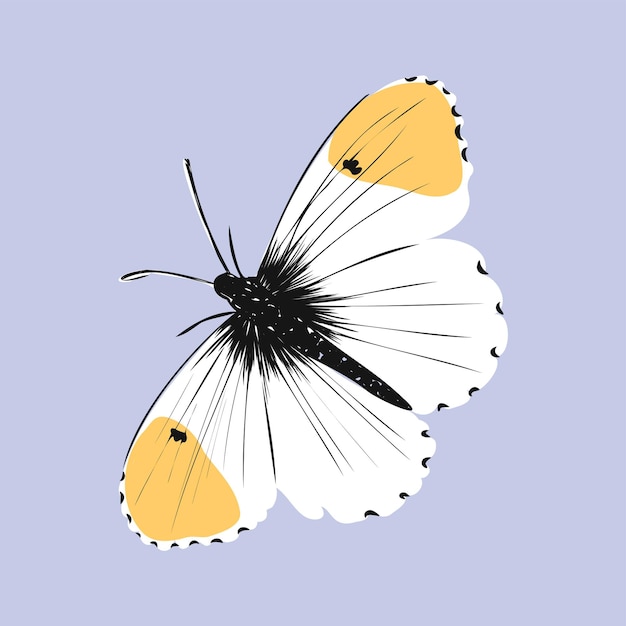 Realistischer farbiger Schmetterling der Insekten lokalisiert auf weißer Hintergrundvektorillustration