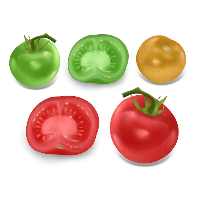 Realistischer tomatensatz mit roter reifer tomatenvektorillustration