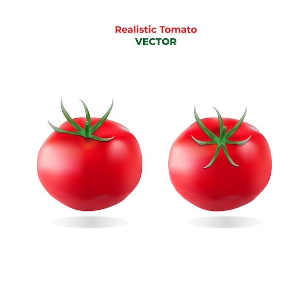 Realistischer Tomatenvektor