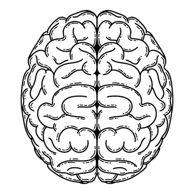 Vektor realistischer vektor des menschlichen gehirns psychologische erkrankungen psychische gesundheitsprobleme intelligenz und kreativität