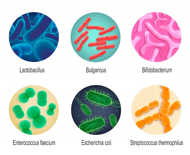 Realistischer vektor-satz des symbiotischen menschlichen bakterien