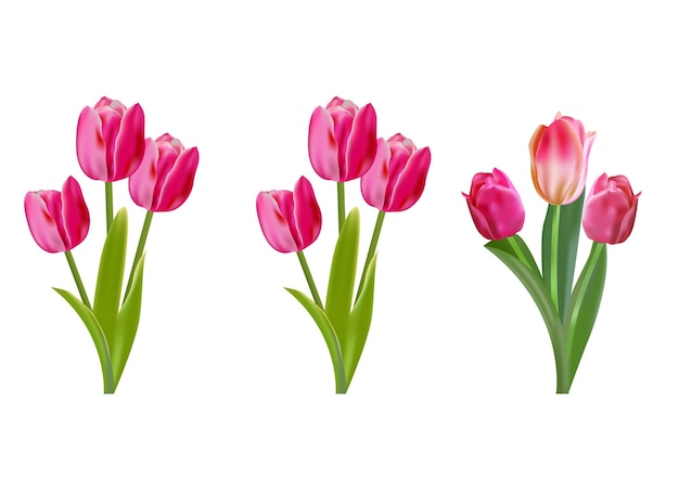 Realistischer vektor-tulpen-satz rosafarbene tulpenblumen