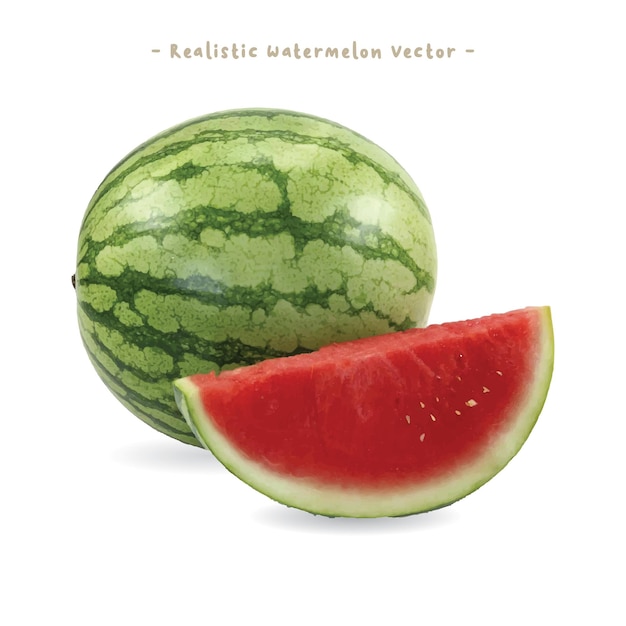 Vektor realistischer wassermelonenvektor