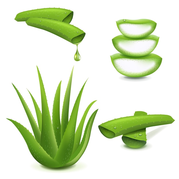 Realistisches aloe vera set