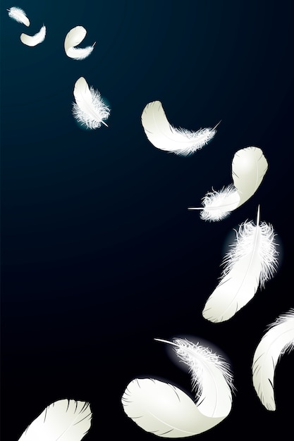 Vektor realistisches ausführliches taubenfeder-flaumschwarzes des weißen schwans 3d