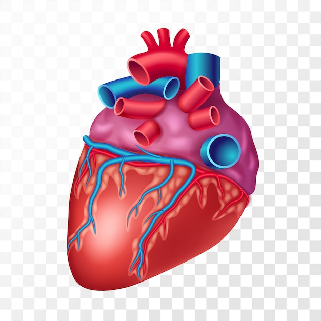 Realistisches menschliches Herz, auf transparentem Hintergrund. Realistische Darstellung des inneren Organs des Herz-Kreislauf-Systems
