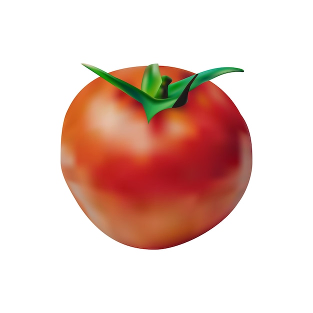 Realistisches reifes Tomatenvektordesign