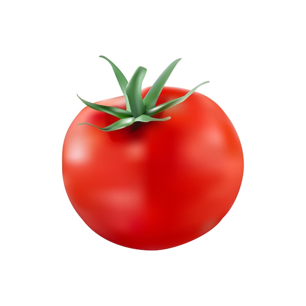 Realistisches reifes Tomatenvektordesign