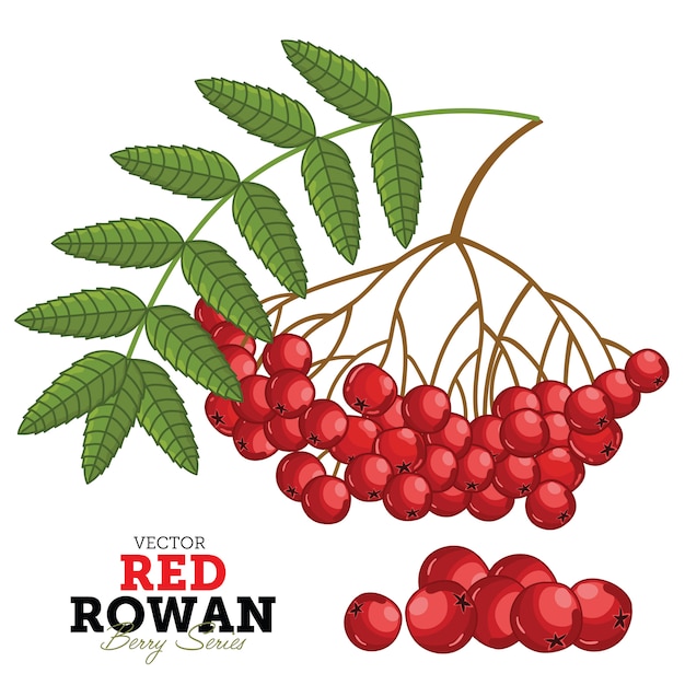 Red rowan set