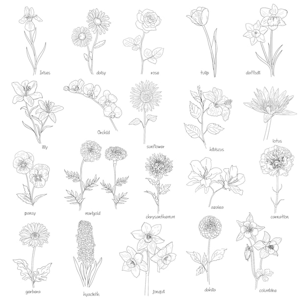 Reihe von Blumen von Hand gezeichnet