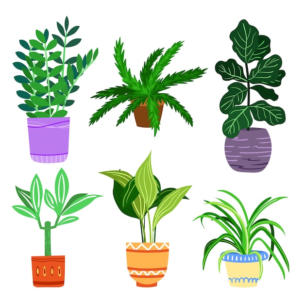 Reihe von dekorativen grünen Zimmerpflanzen