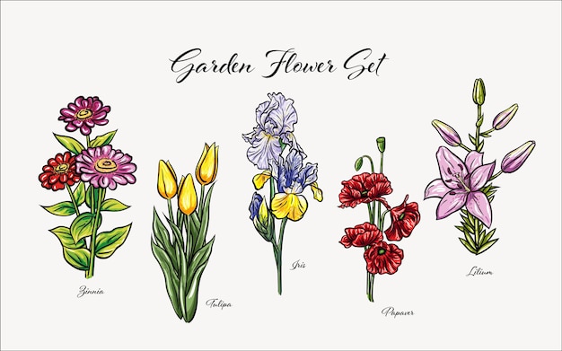 Vektor reihe von floralen vektorgrafiken blumengarten iris frühlingsblüte