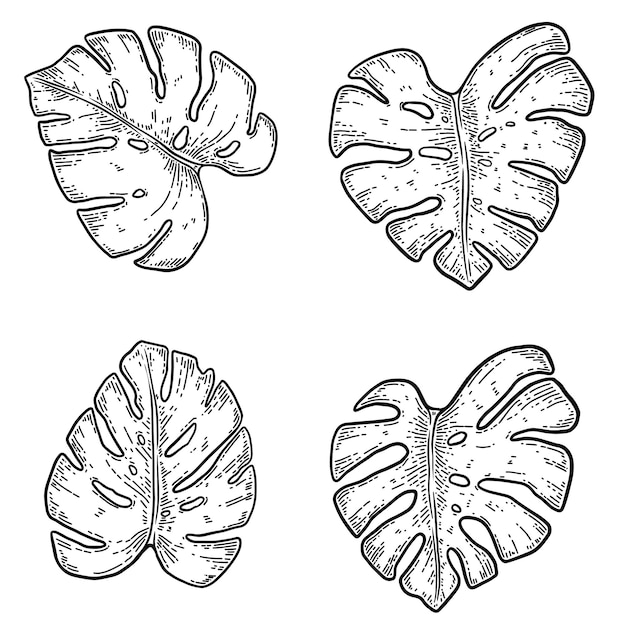 Reihe von Illustrationen von Monstera-Blättern Gestaltungselement für Posterkarten-Banner-Flyer Vektorillustration