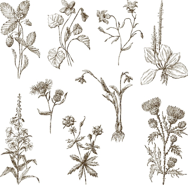 Reihe von Skizzen verschiedener Wildblumen