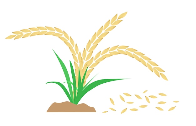 Reispflanze Wachstum Reisstengel Ernte landwirtschaftliche Weizenkorn Vektor-Illustration