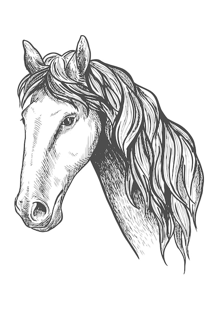 Rennpferd der Appaloosa-Rasse Skizzensymbol