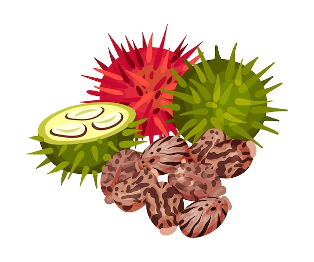 Vektor ricinus oder rizinusölpflanze mit grüner und roter fruchtvektorillustration